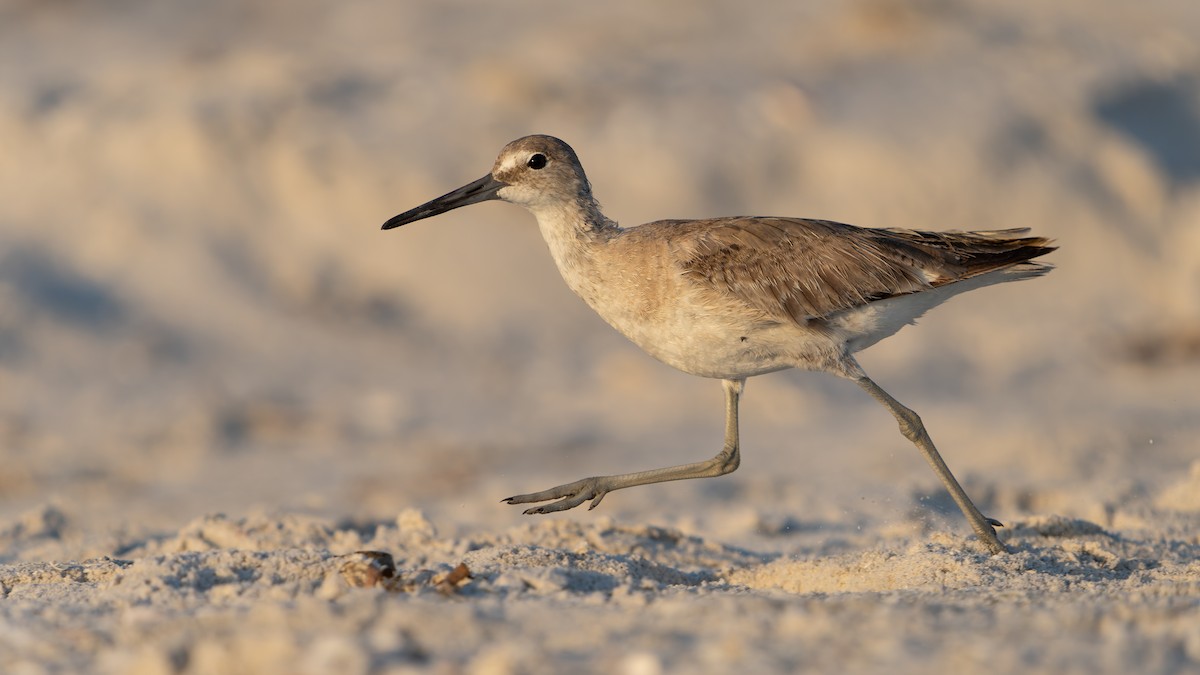 Willet - ML620292041