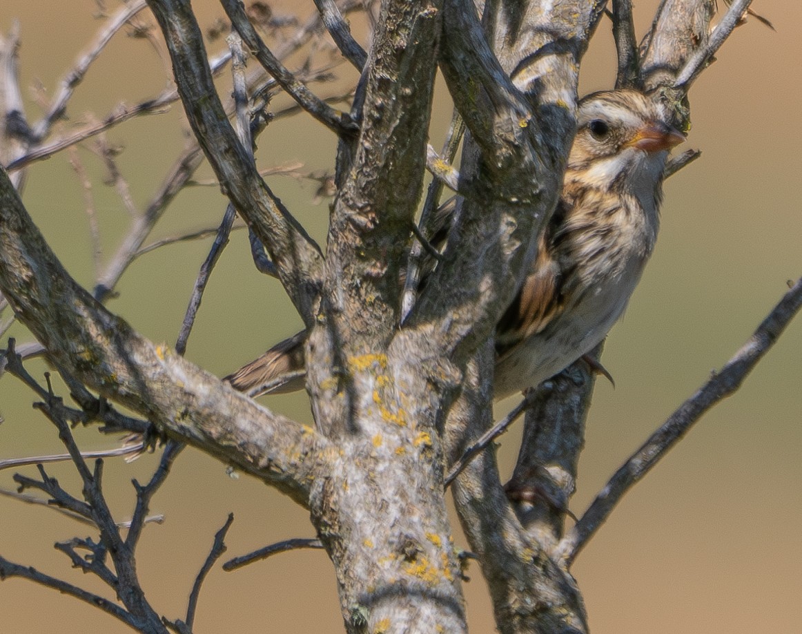 Savannah Sparrow - ML620292042