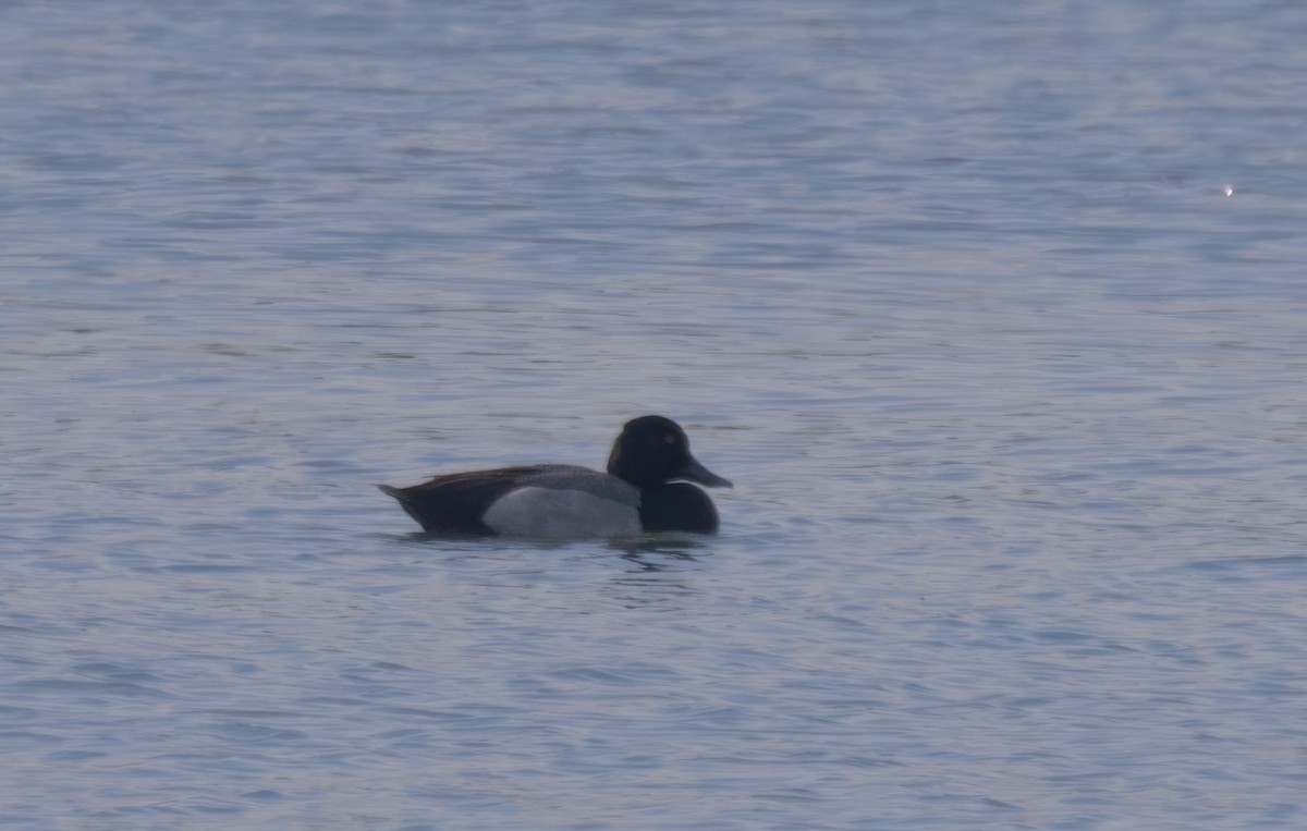 Lesser Scaup - ML620292045