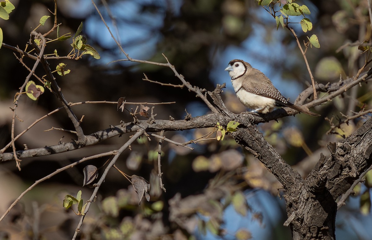 Double-barred Finch - ML620292046