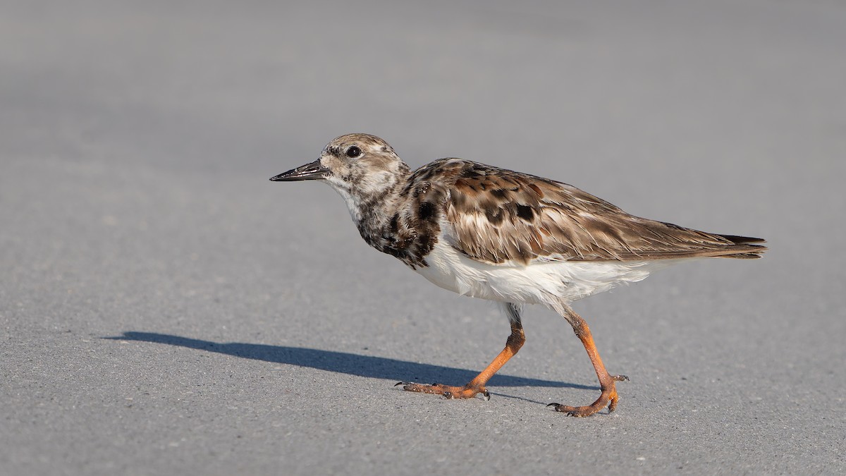 Ruddy Turnstone - ML620292051