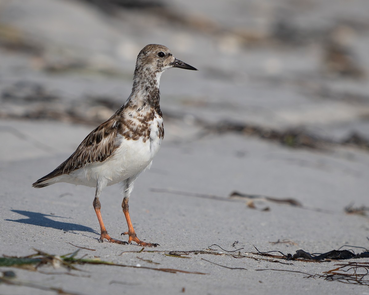 Ruddy Turnstone - ML620292052