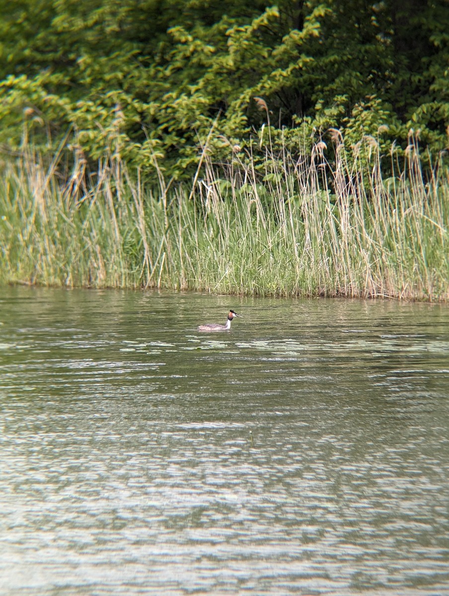 Great Crested Grebe - ML620292059