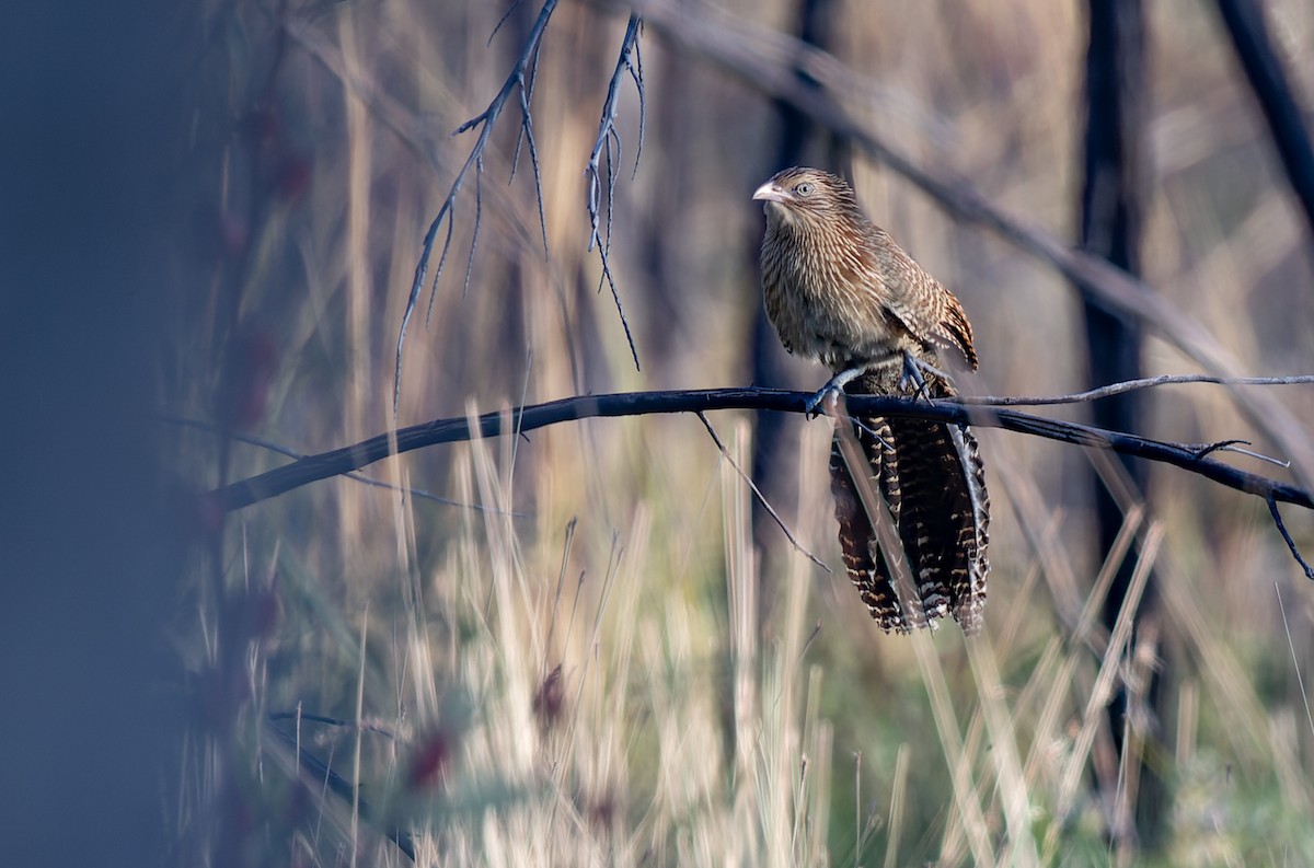 Pheasant Coucal - ML620292062