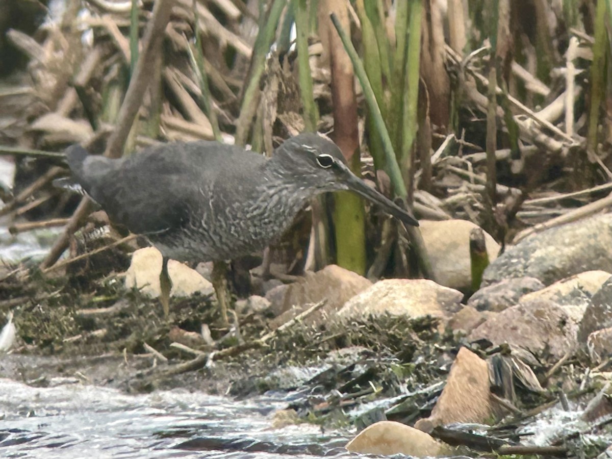 Wandering Tattler - ML620292065