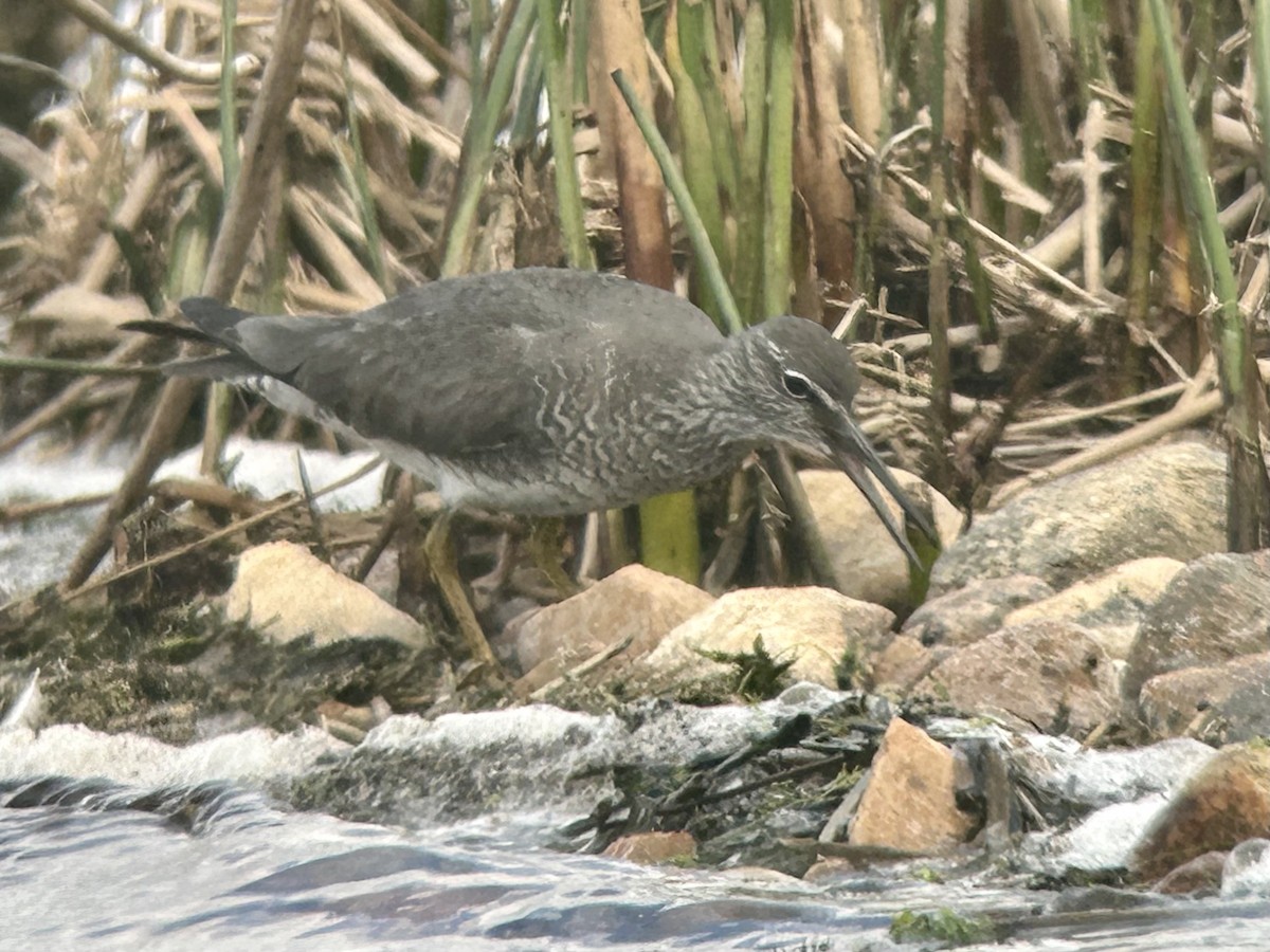 Wandering Tattler - ML620292066