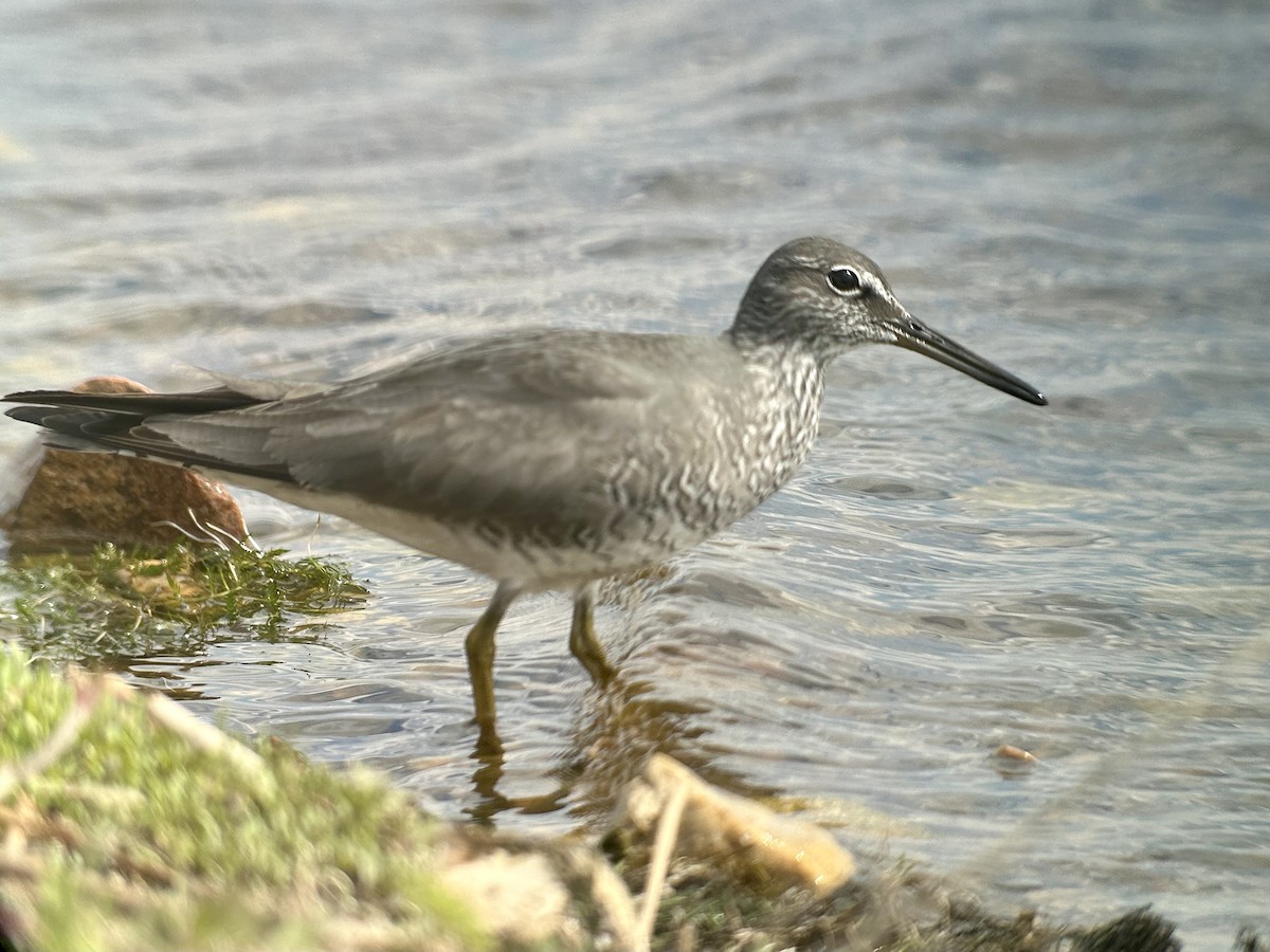 Wandering Tattler - ML620292067