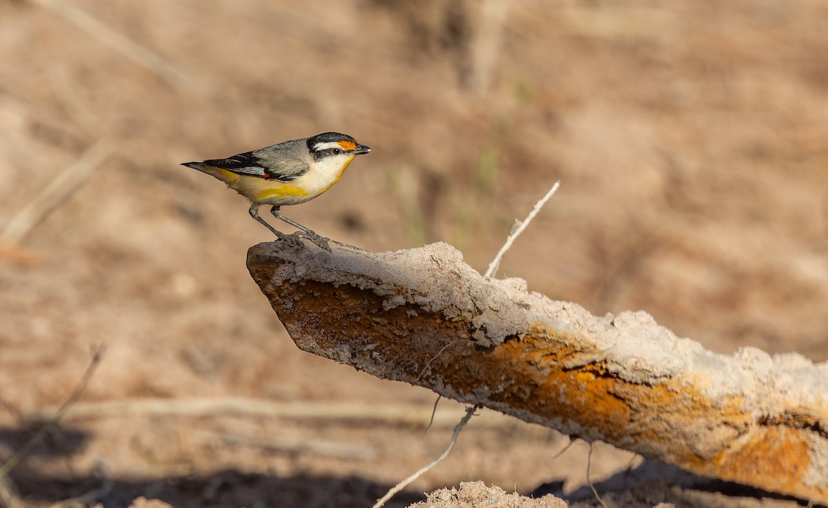 Çizgili Panterkuşu [melanocephalus grubu] - ML620292076