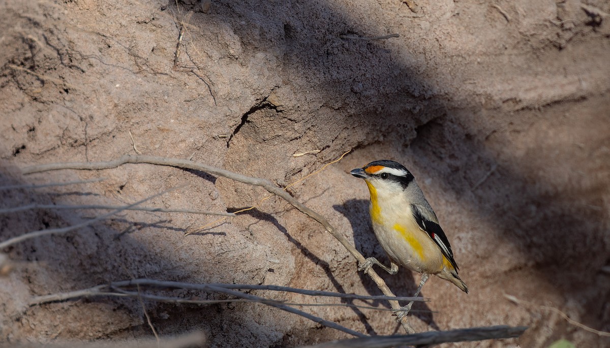 Striated Pardalote (Black-headed) - ML620292078