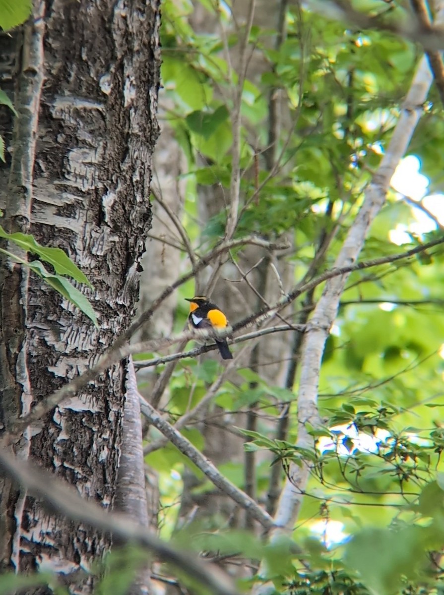 Narcissus Flycatcher - ML620292081