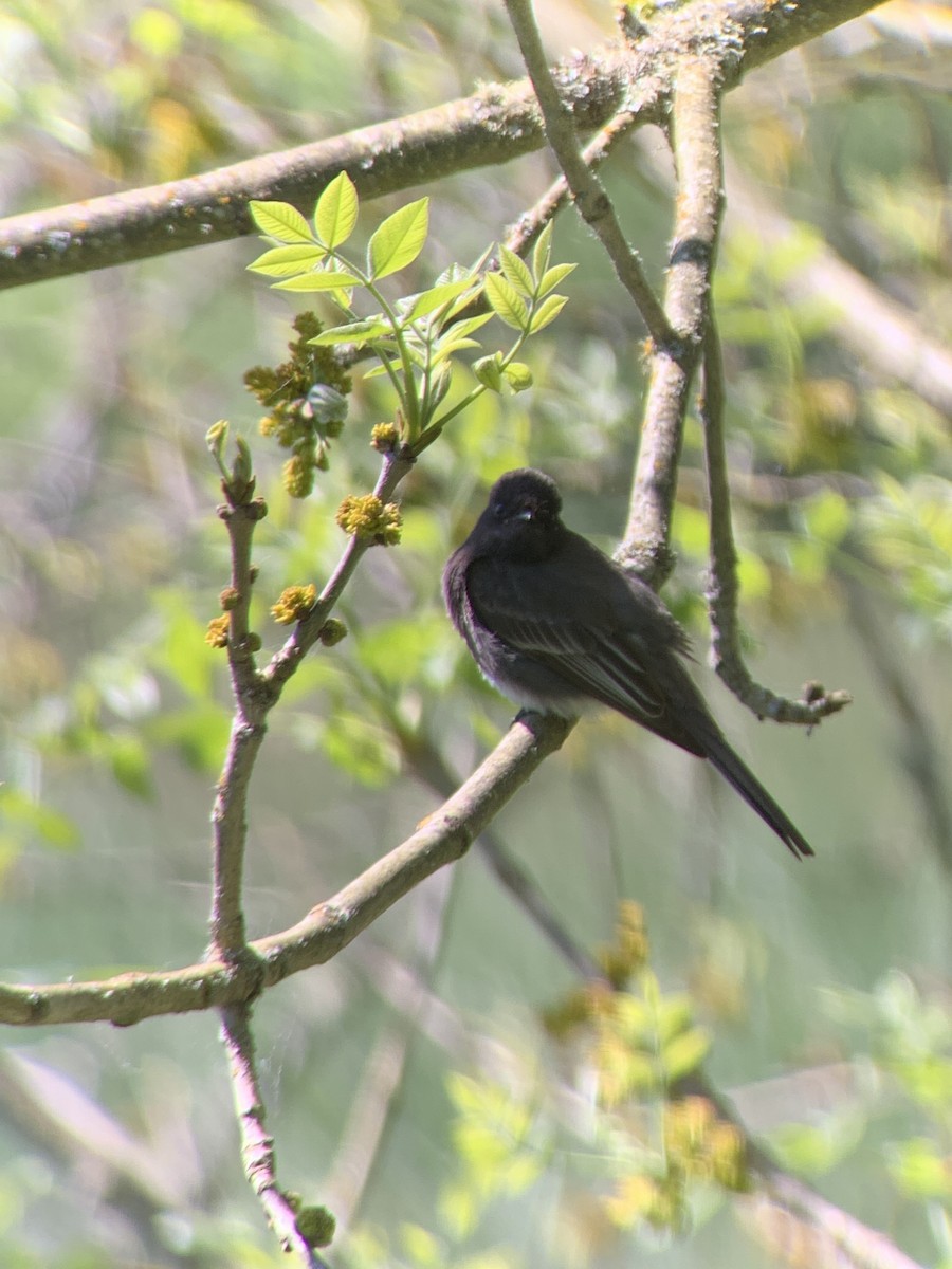 Black Phoebe - ML620292082