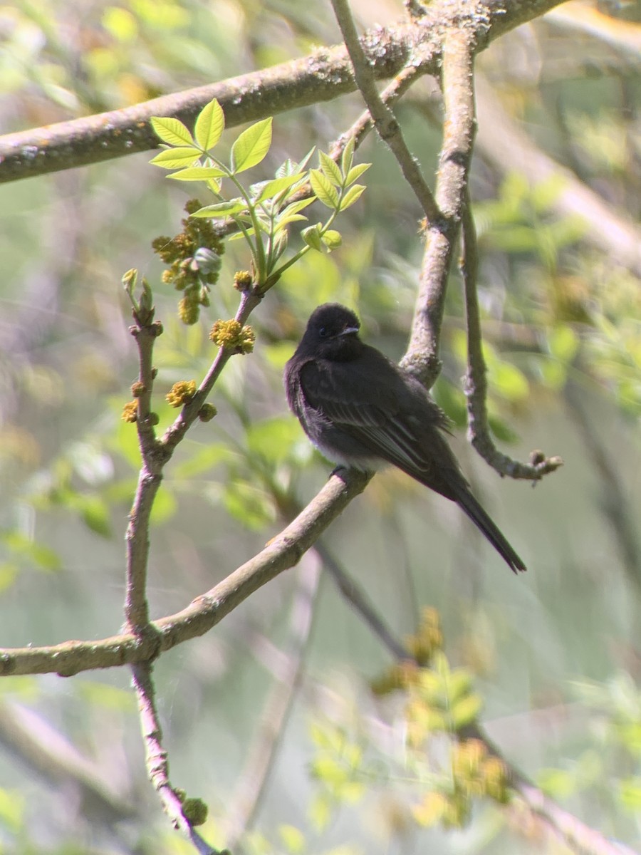 Black Phoebe - Raymond Rosselot