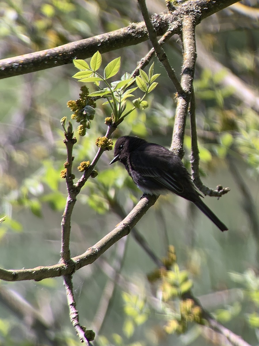 Black Phoebe - ML620292084