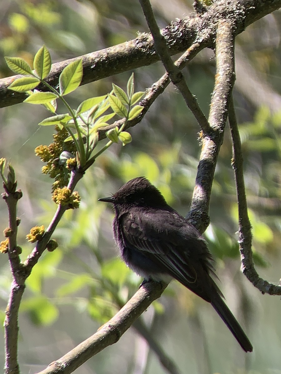 Mosquero Negro - ML620292085