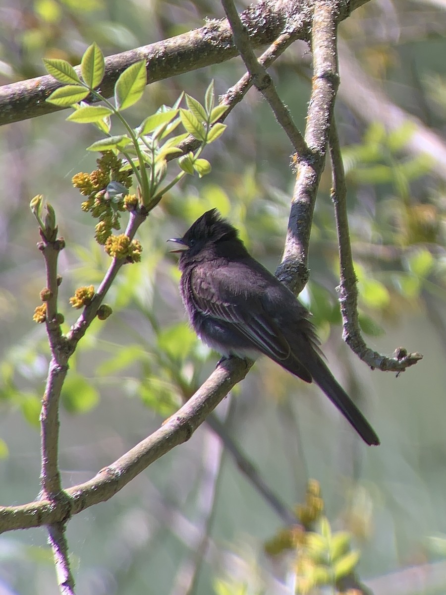 Black Phoebe - Raymond Rosselot