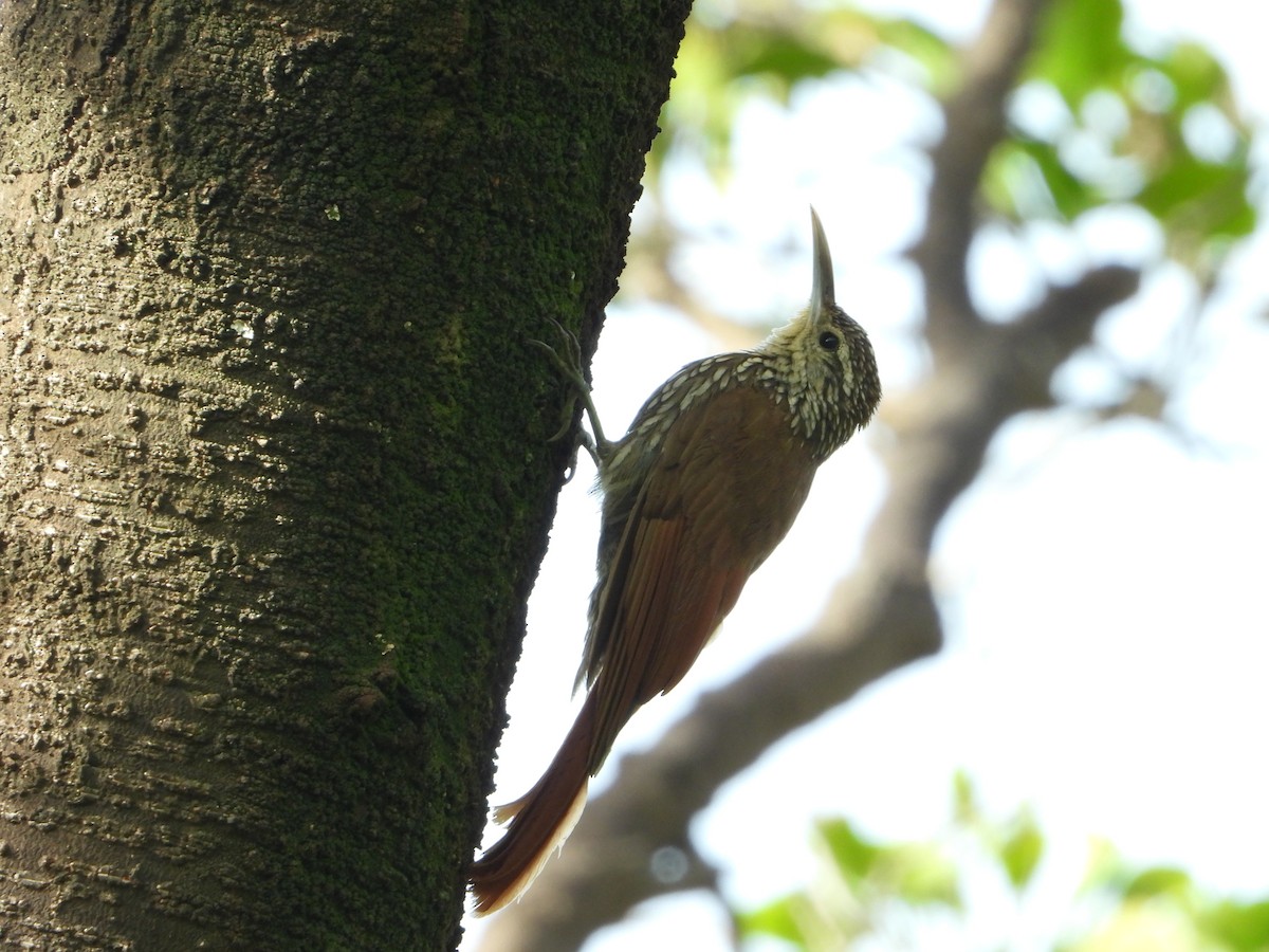 Spot-crowned Woodcreeper - ML620292090