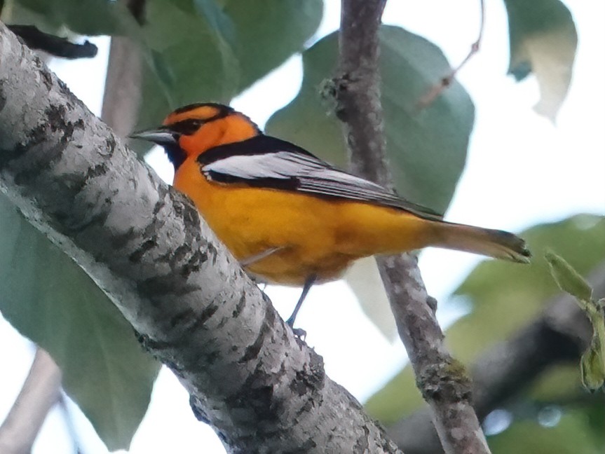 Bullock's Oriole - ML620292091