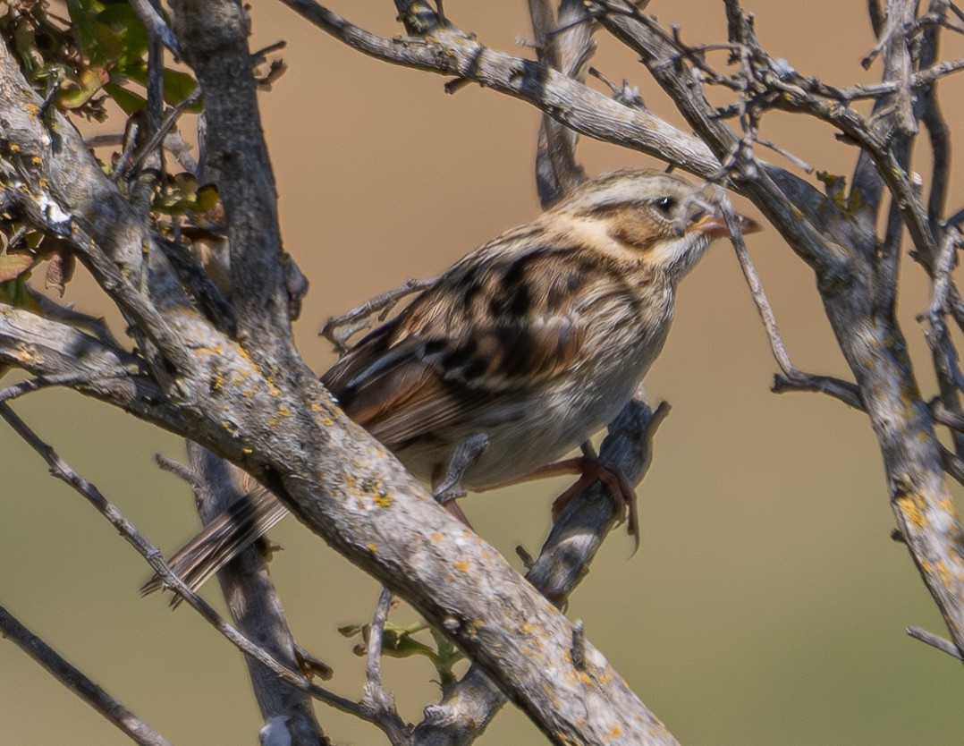 稀樹草鵐 - ML620292092