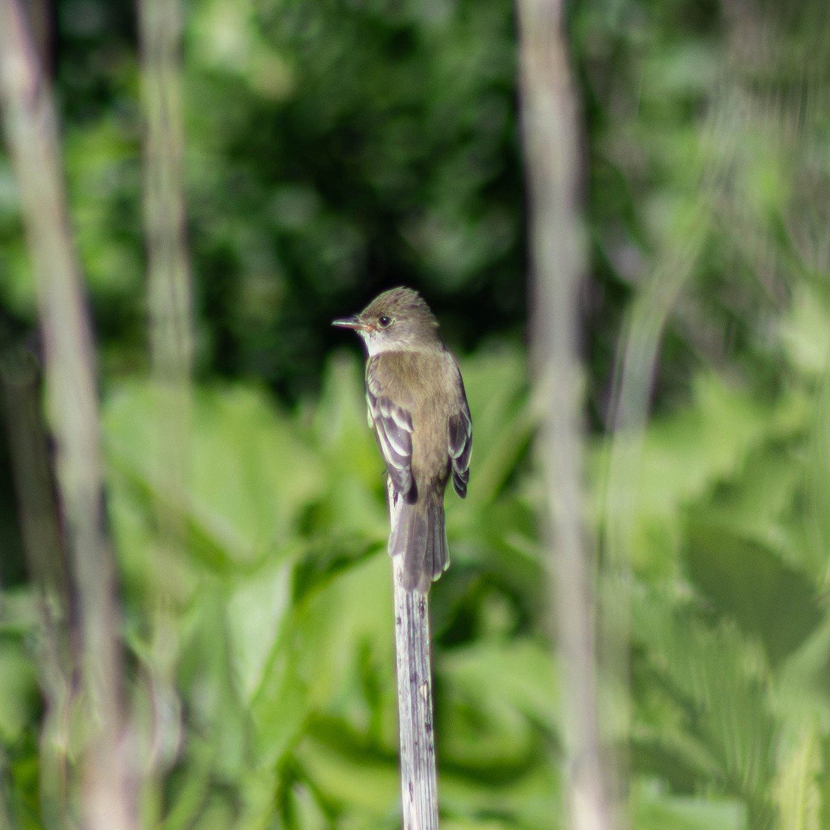 Willow Flycatcher - ML620292102