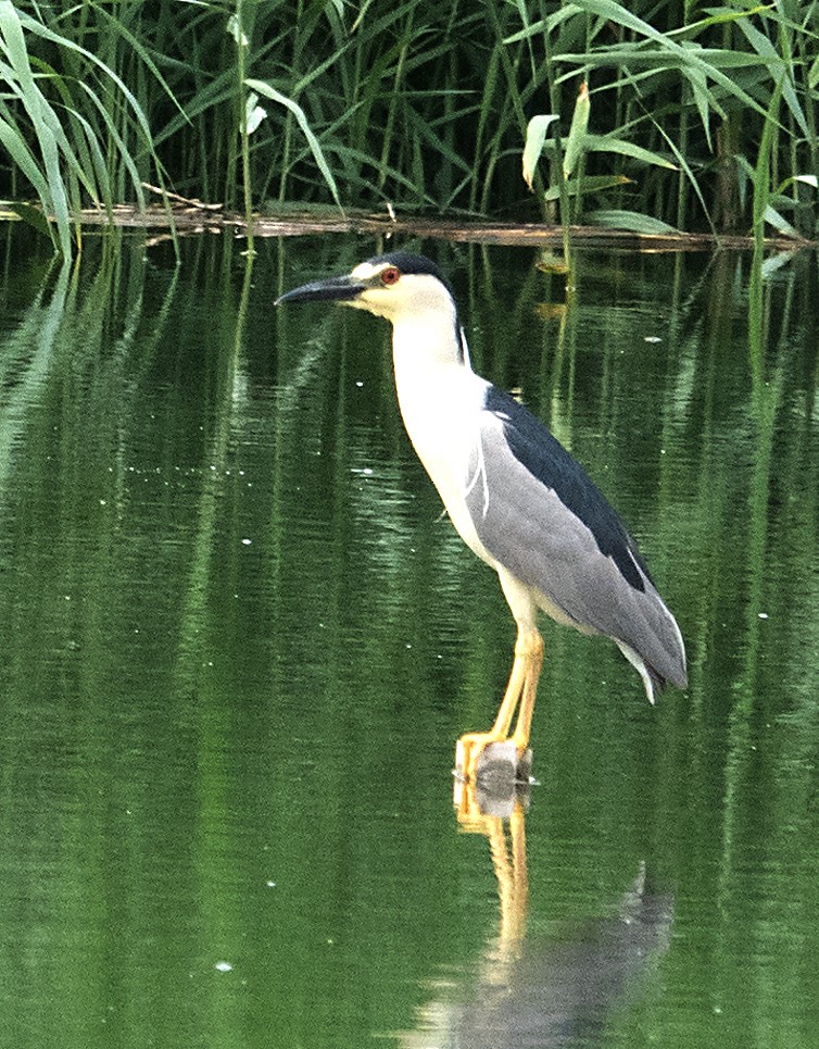 Black-crowned Night Heron - ML620292112