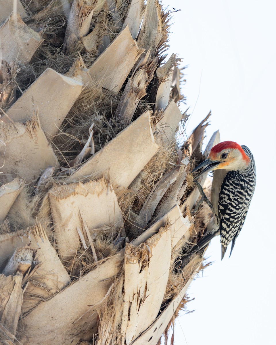 Red-bellied Woodpecker - ML620292113