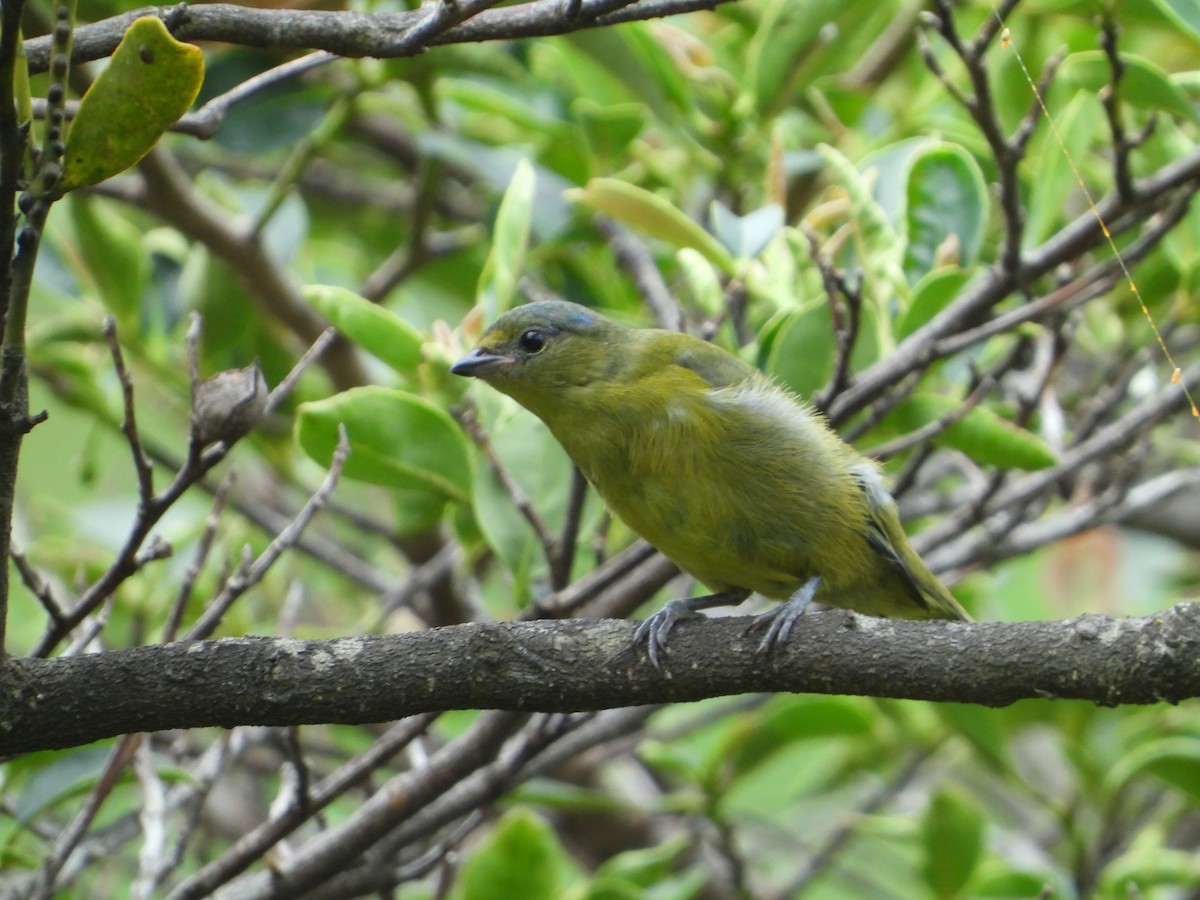 Elegant Euphonia - ML620292119