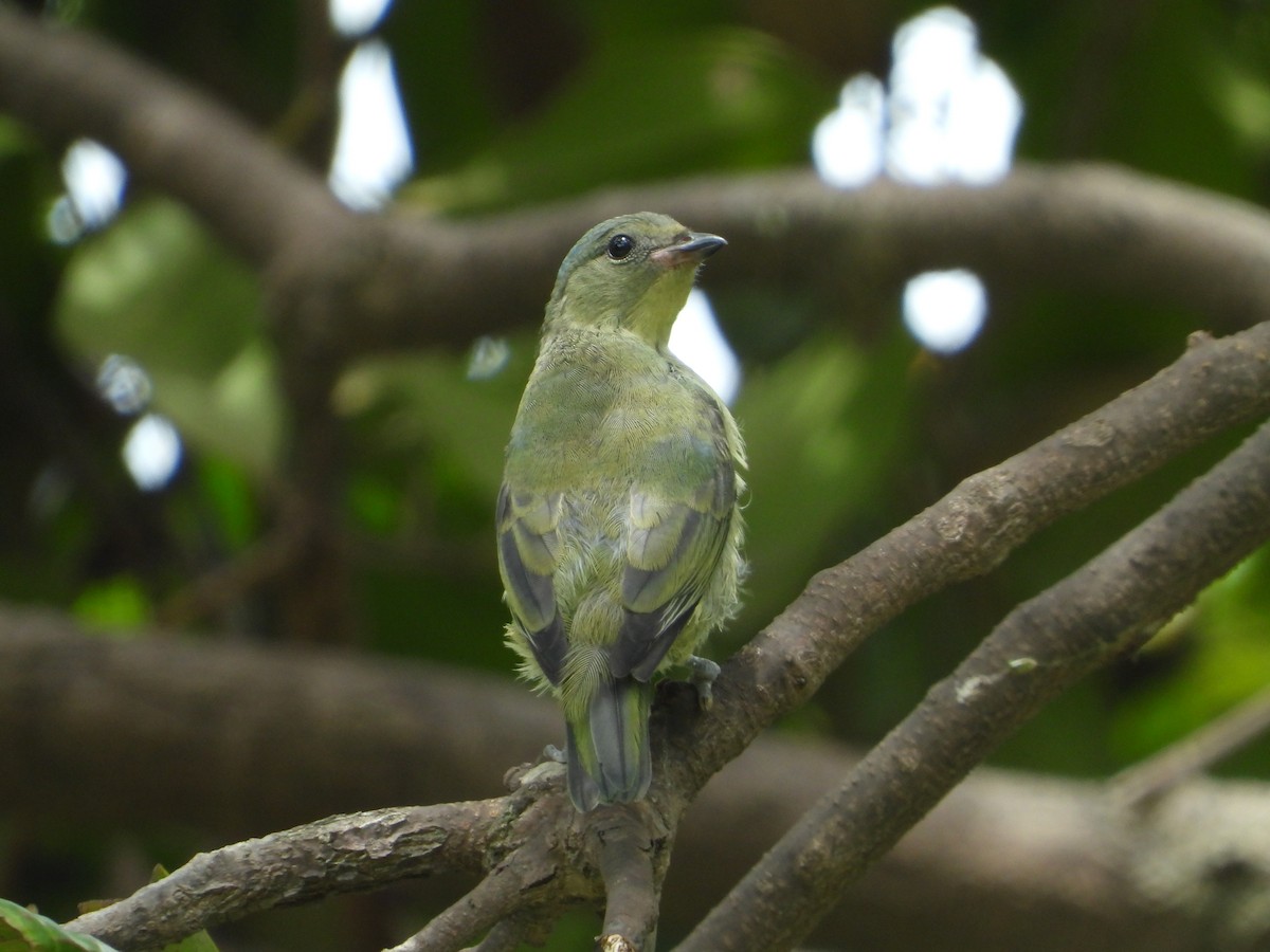 Elegant Euphonia - ML620292125