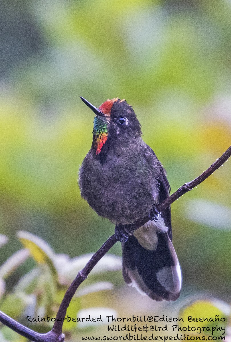 Rainbow-bearded Thornbill - ML620292127