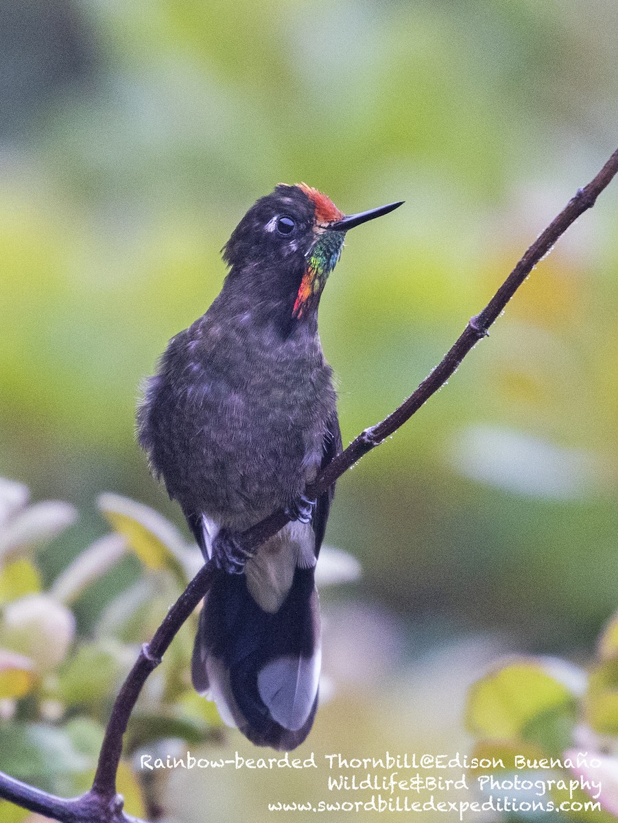 Rainbow-bearded Thornbill - ML620292128