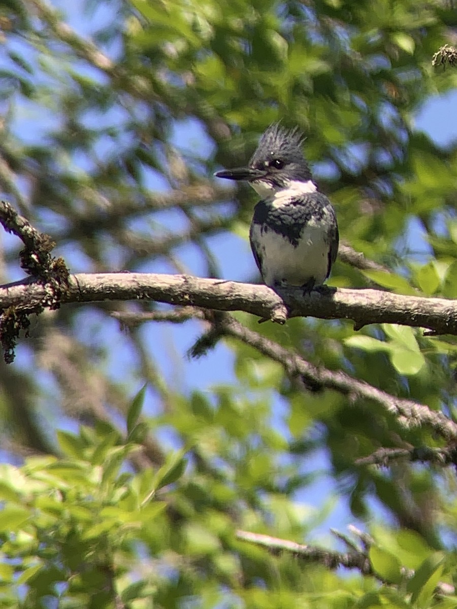 Belted Kingfisher - ML620292129