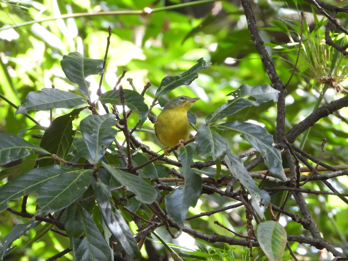 Golden-crowned Warbler - Juan Carlos Melendez