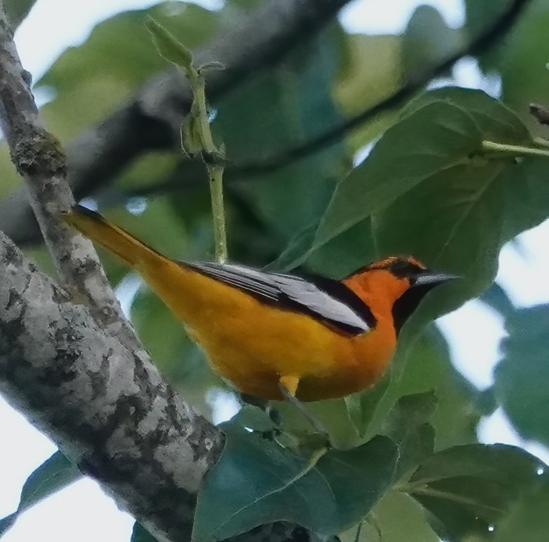 Bullock's Oriole - Ann Nightingale