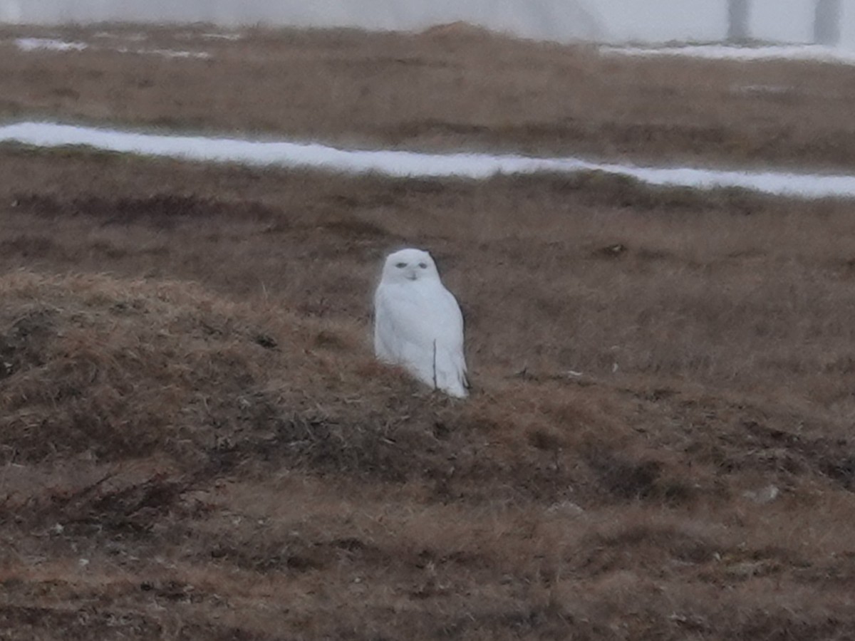 Snowy Owl - ML620292134