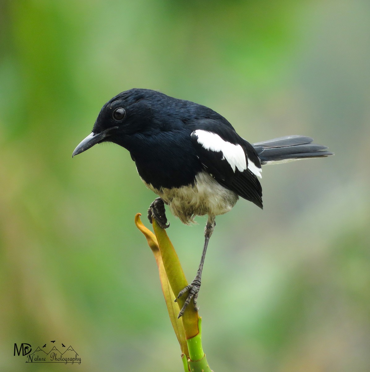 Oriental Magpie-Robin - ML620292135