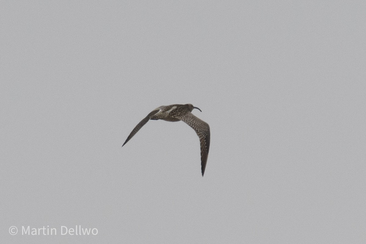 Whimbrel (Siberian) - Martin Dellwo