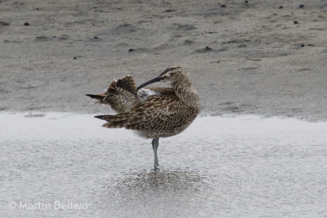 Whimbrel (Siberian) - ML620292141