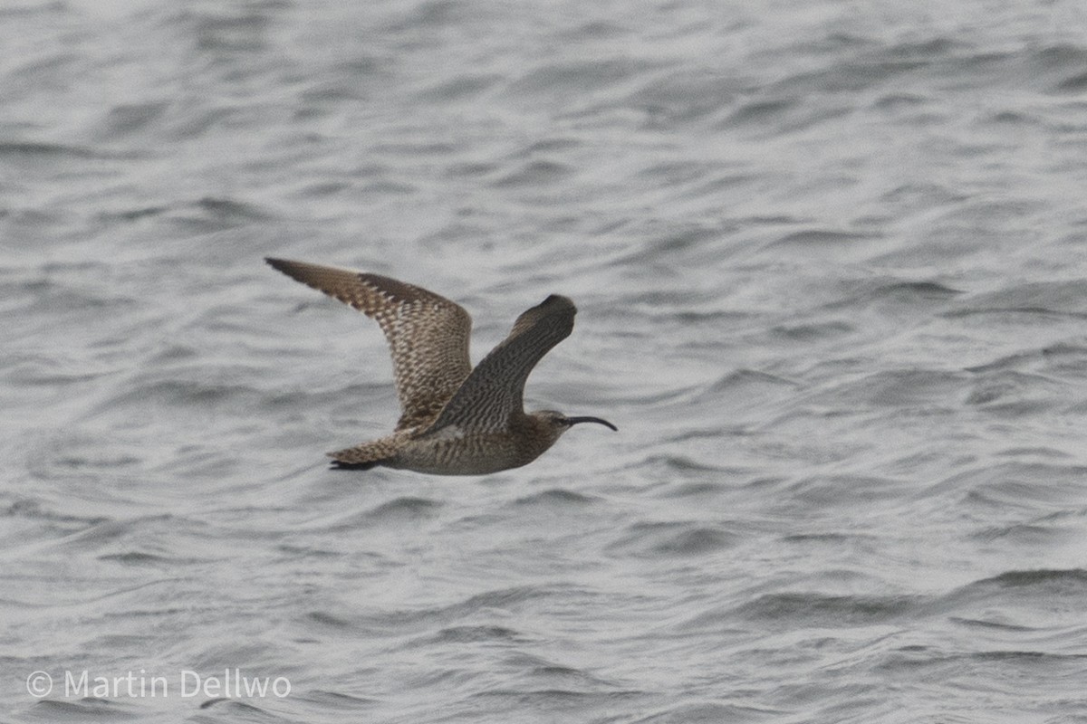 Kurlinta bekainduna (siberiarra) - ML620292143