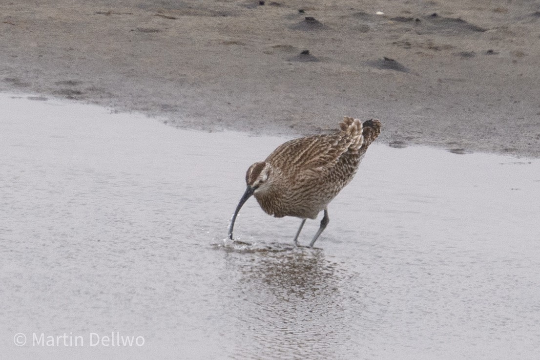 Whimbrel (Siberian) - ML620292144