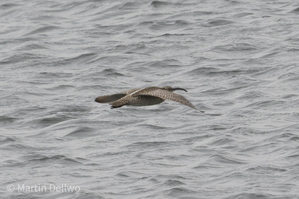 koliha malá (ssp. variegatus/rogachevae) - ML620292146