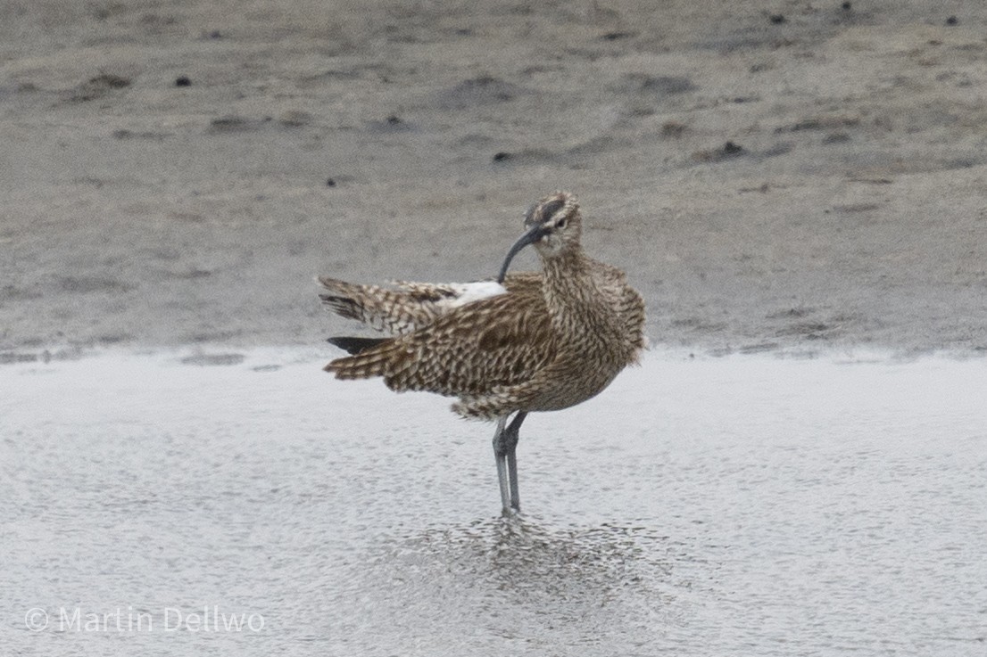 Kurlinta bekainduna (siberiarra) - ML620292147