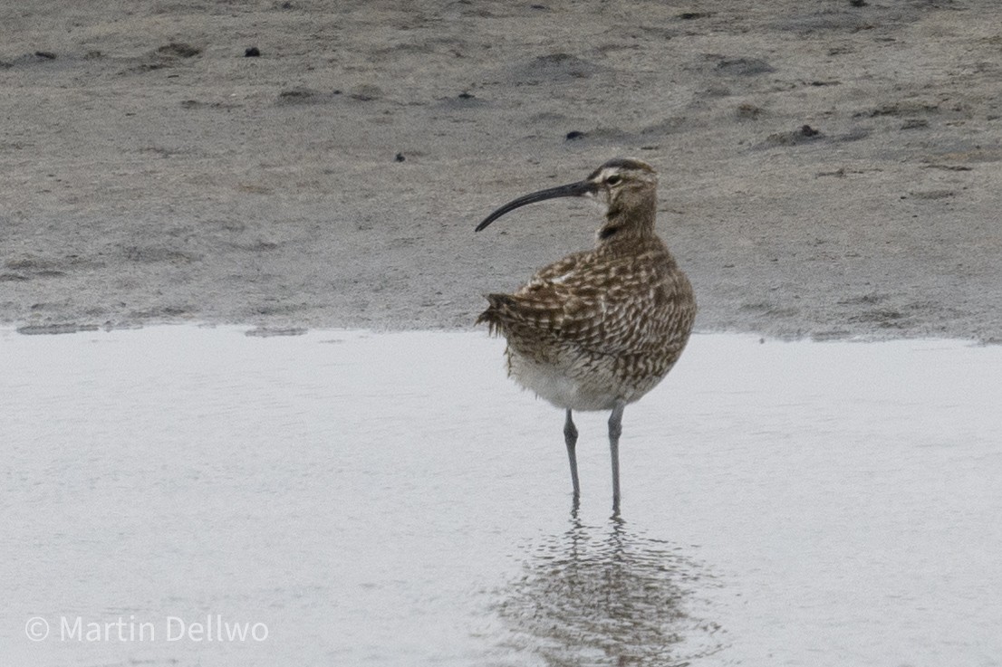 Kurlinta bekainduna (siberiarra) - ML620292150