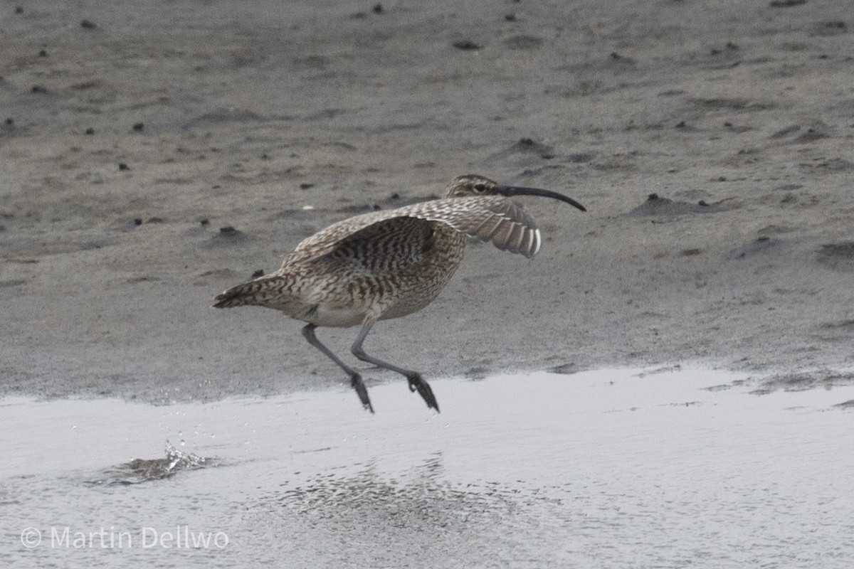 Whimbrel (Siberian) - ML620292151