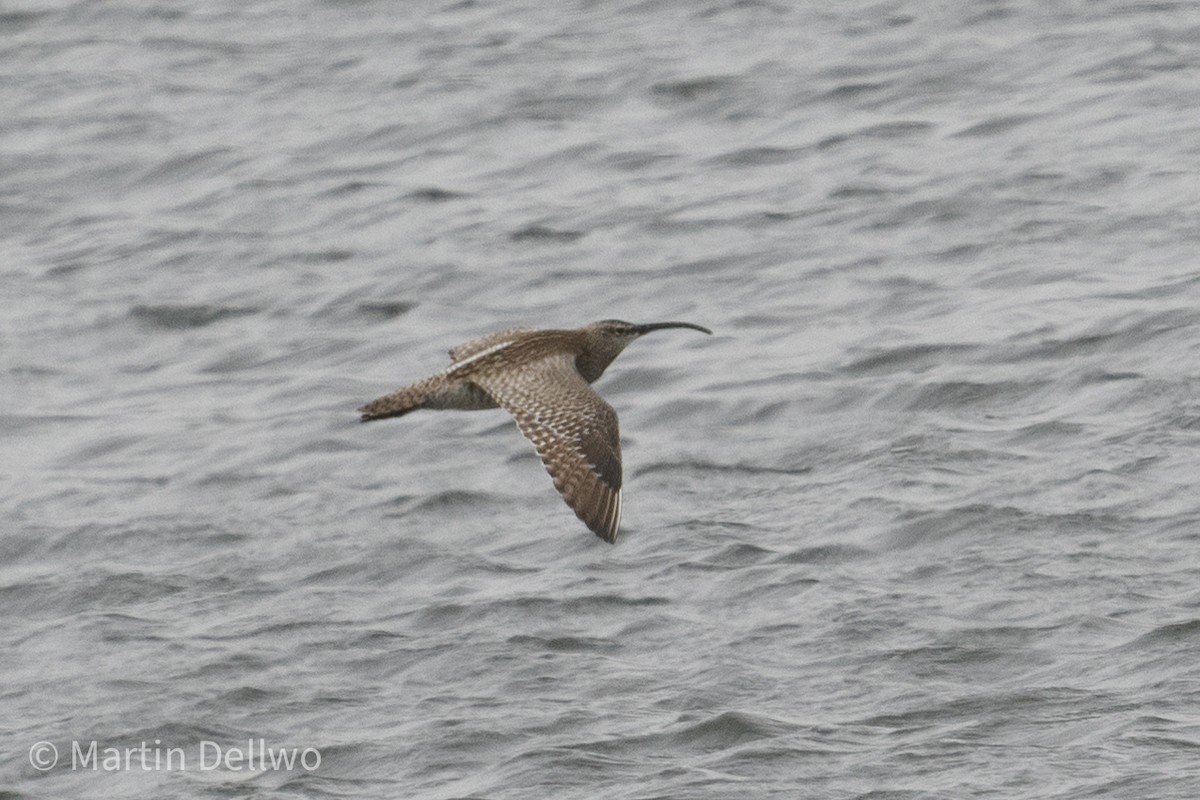 Whimbrel (Siberian) - ML620292152