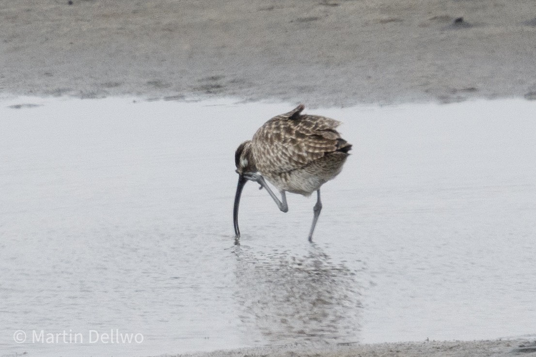 Whimbrel (Siberian) - ML620292154