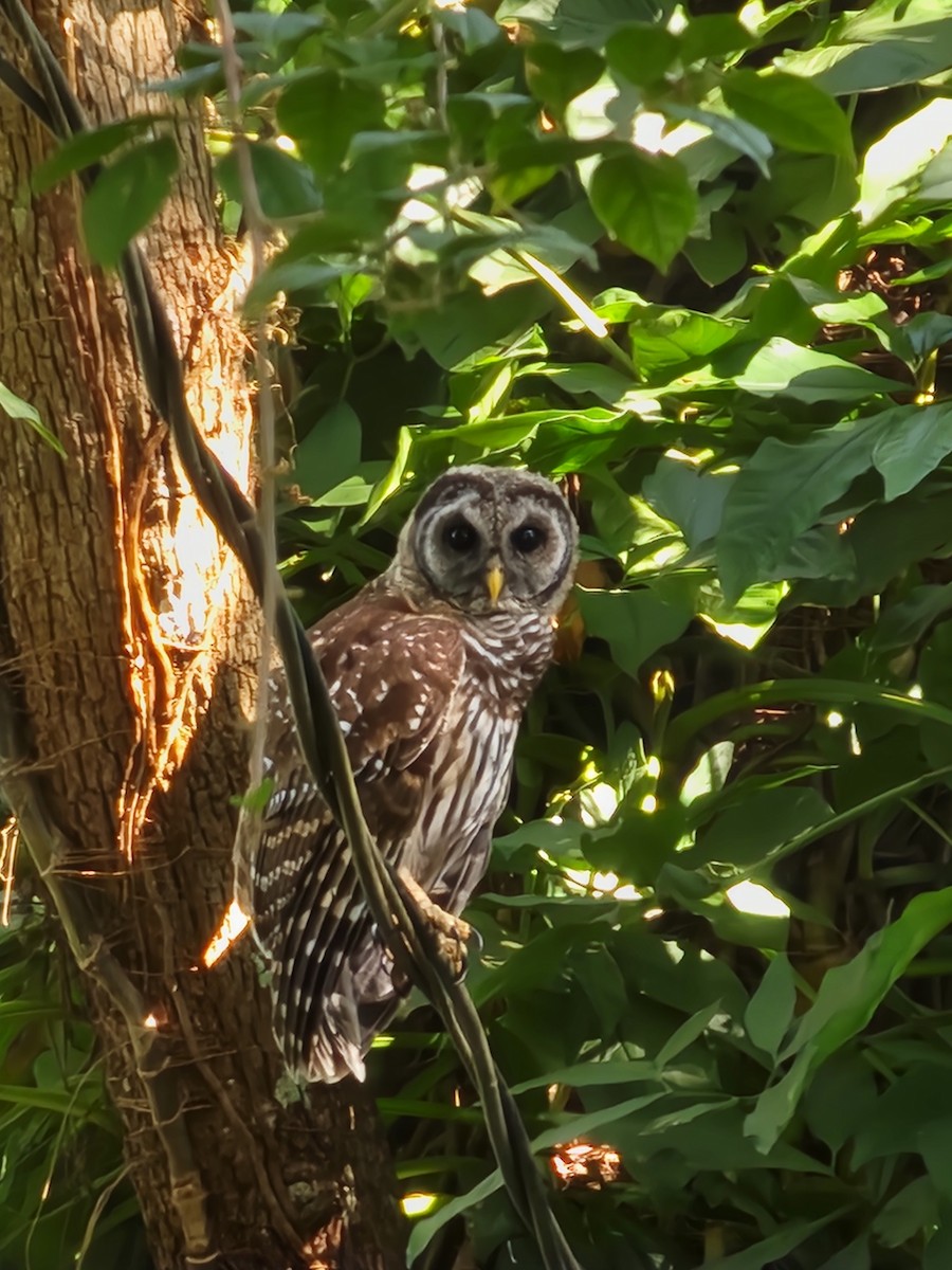 Barred Owl - ML620292155