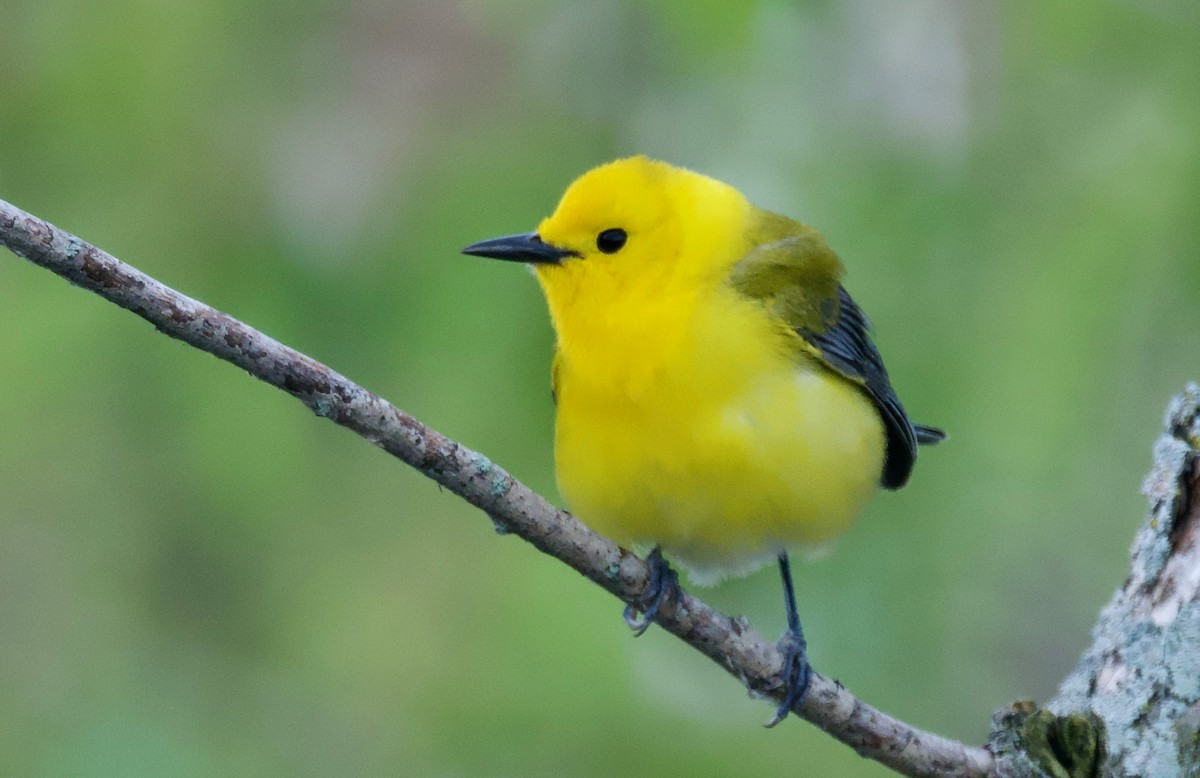 Prothonotary Warbler - ML620292159