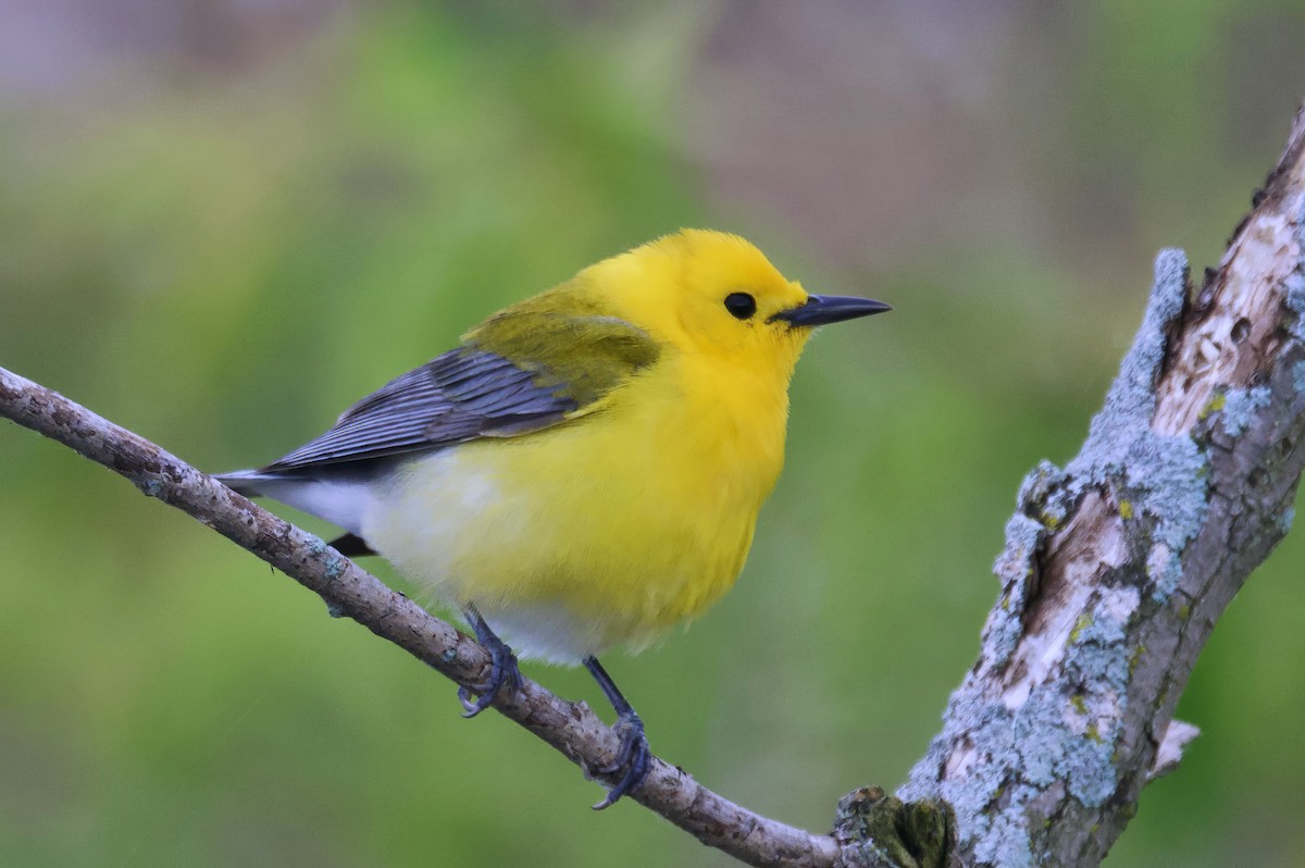 Prothonotary Warbler - ML620292160