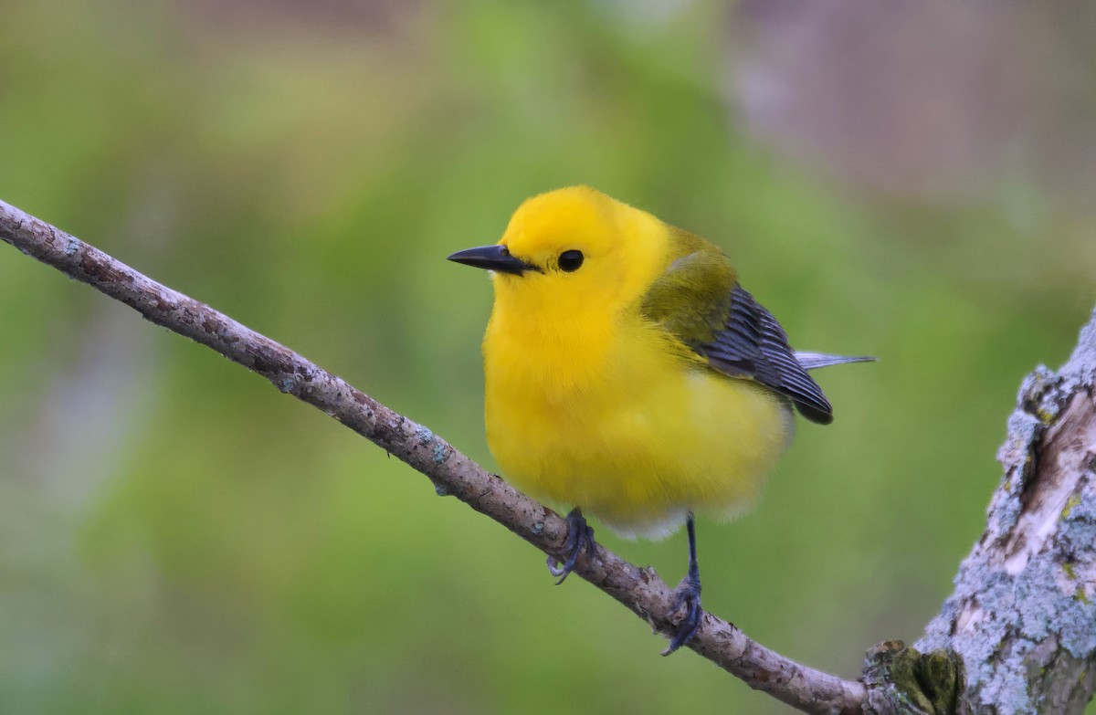 Prothonotary Warbler - ML620292161