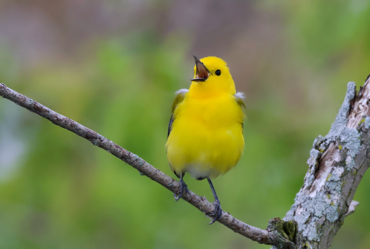 Prothonotary Warbler - ML620292162