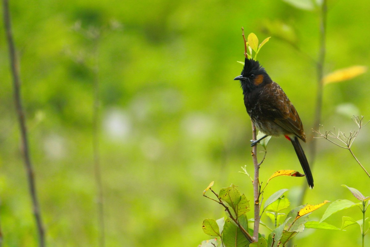 Bulbul à ventre rouge - ML620292163